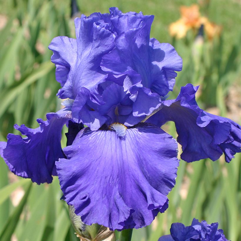 Iris germanica Blenheim Royal - Bearded Iris (Flowering)