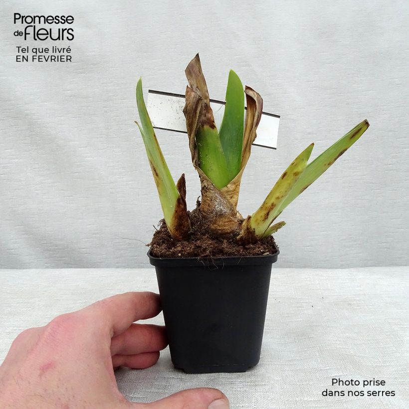 Iris germanica Blenheim Royal - Bearded Iris 8/9 cm pot sample as delivered in winter