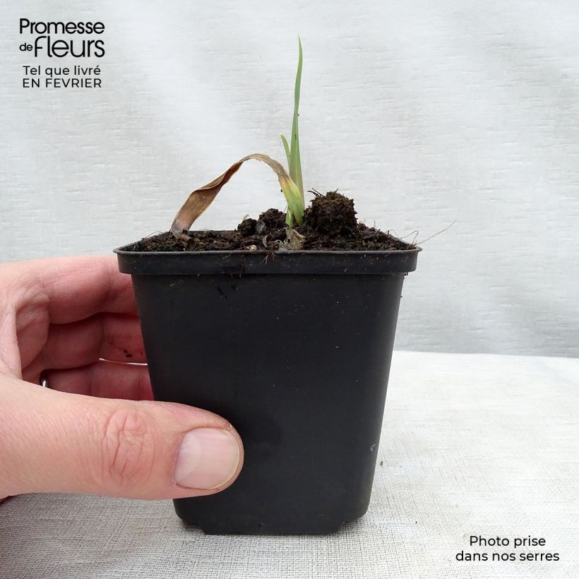 Iris germanica Bleu de Gien - Bearded Iris Bare-root rhizome, size 10/15, premium quality sample as delivered in winter