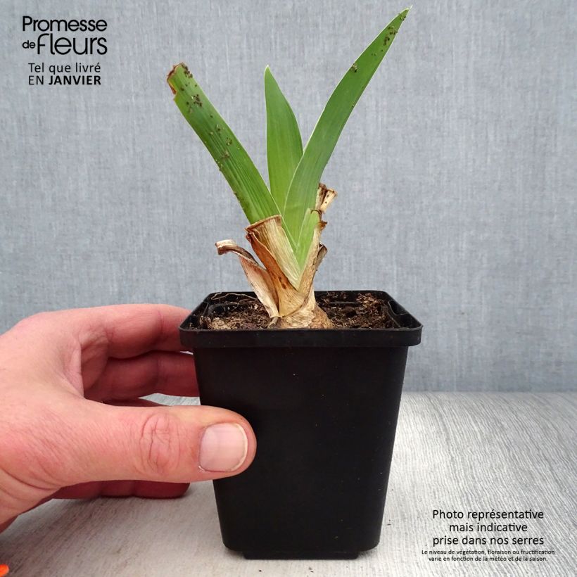 Iris germanica Blue Rhythm - Bearded Iris 8/9 cm pot sample as delivered in winter