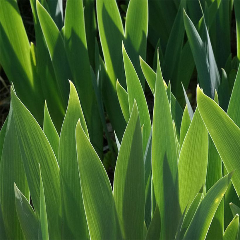 Iris germanica Blueberry Bliss - Bearded Iris (Foliage)