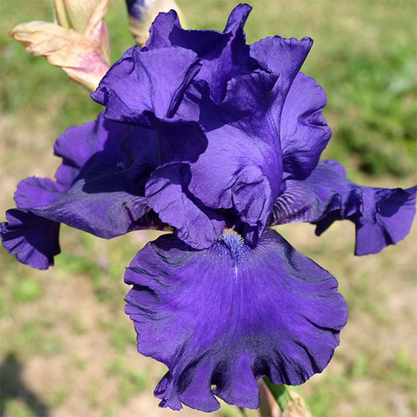 Iris germanica Blueberry Bliss - Bearded Iris (Flowering)