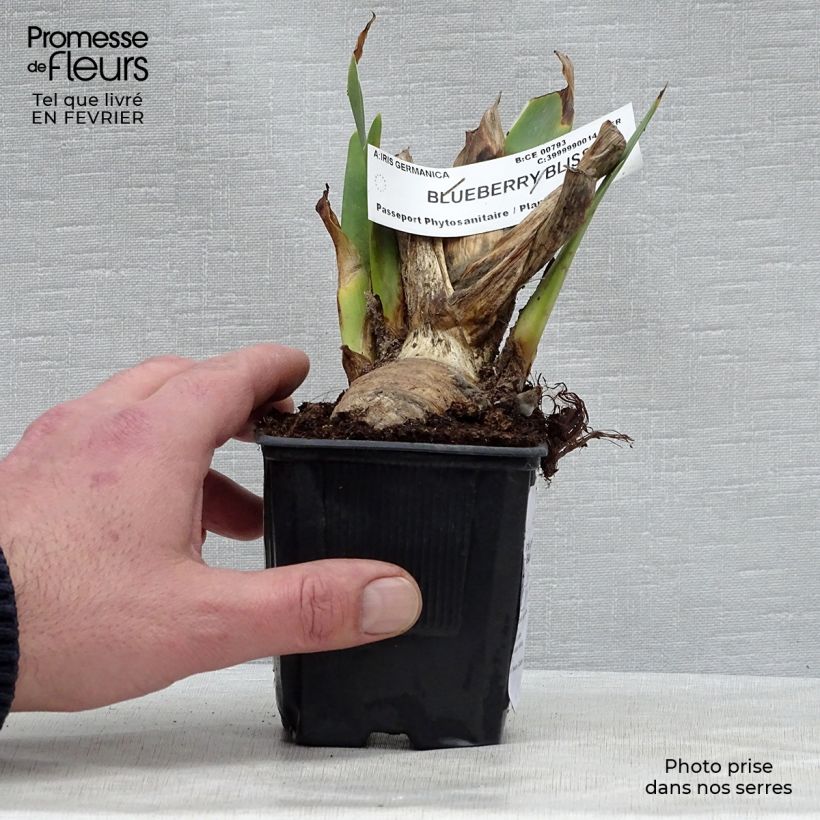 Iris germanica Blueberry Bliss - Bearded Iris 8/9 cm pot sample as delivered in winter