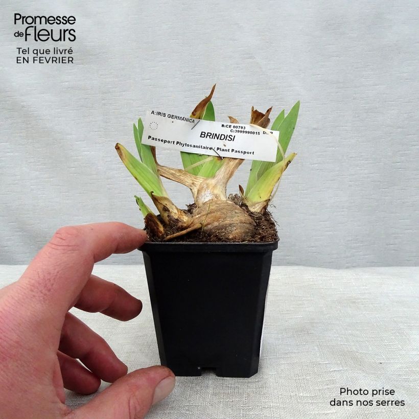 Iris germanica Brindisi - Bearded Iris 8/9 cm pot sample as delivered in winter
