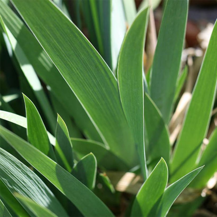 Iris germanica Buc Joyeux Anniversaire - Bearded Iris (Foliage)