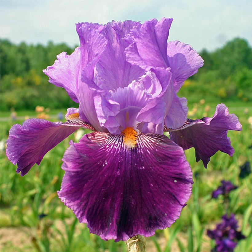 Iris germanica Buc Joyeux Anniversaire - Bearded Iris (Flowering)