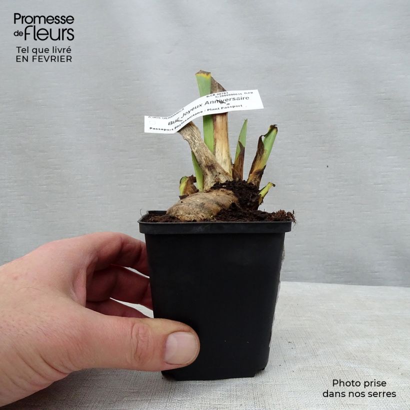 Iris germanica Buc Joyeux Anniversaire - Bearded Iris 8/9 cm pot sample as delivered in winter
