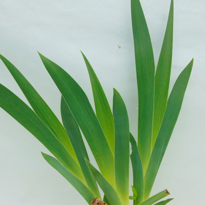 Iris germanica Burnt Toffee - Bearded Iris (Foliage)