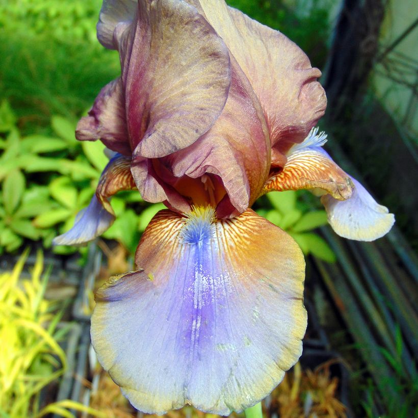 Iris germanica Burnt Toffee - Bearded Iris (Flowering)