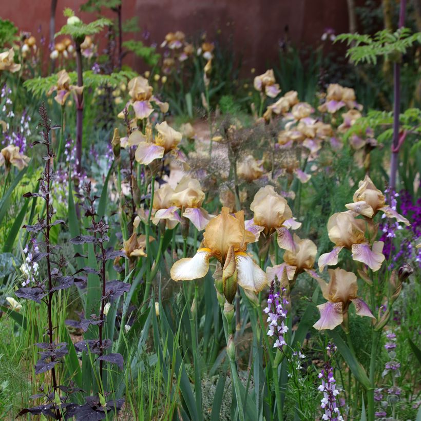 Iris germanica Burnt Toffee - Bearded Iris (Plant habit)