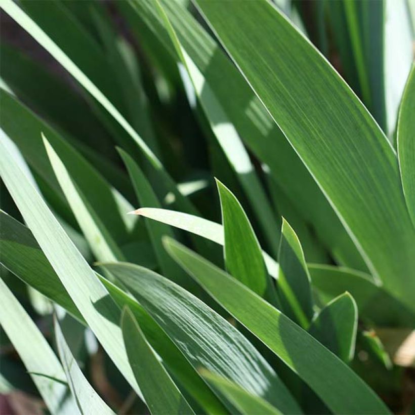 Iris germanica Burst - Bearded Iris (Foliage)