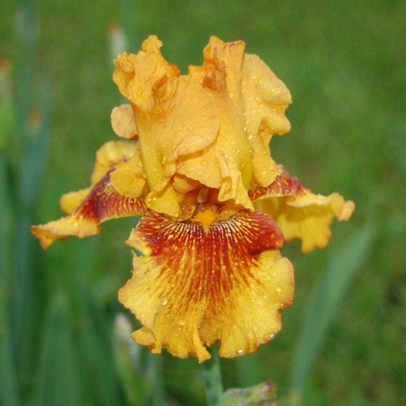 Iris germanica Burst - Bearded Iris (Flowering)