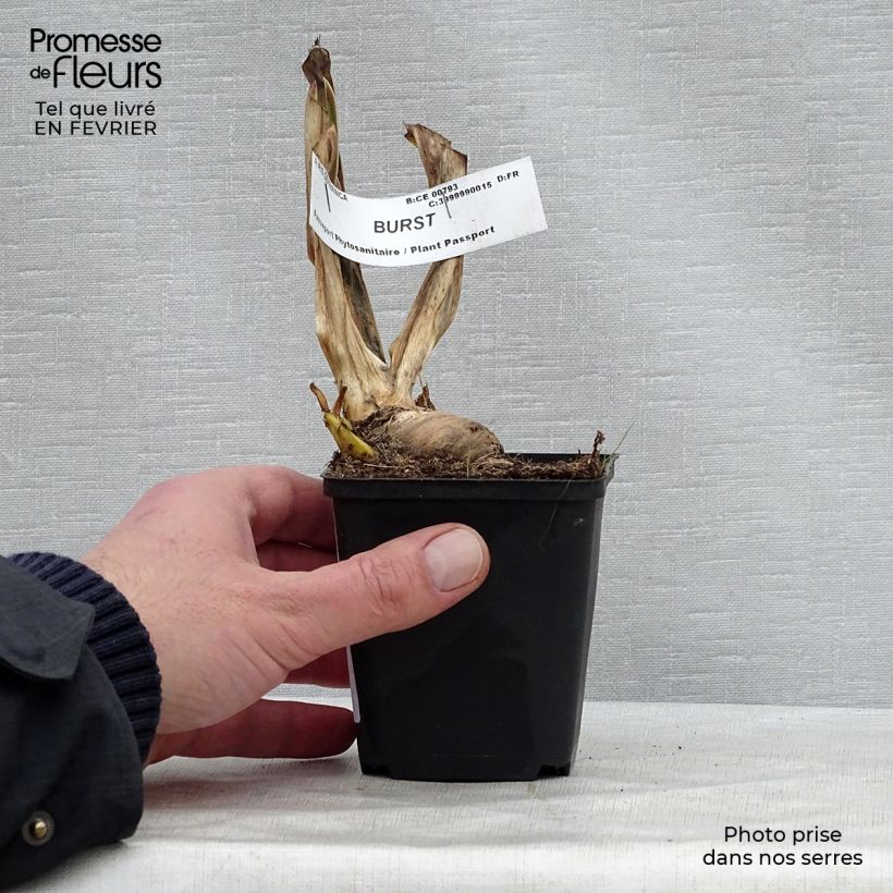 Iris germanica Burst - Bearded Iris 8/9 cm pot sample as delivered in winter