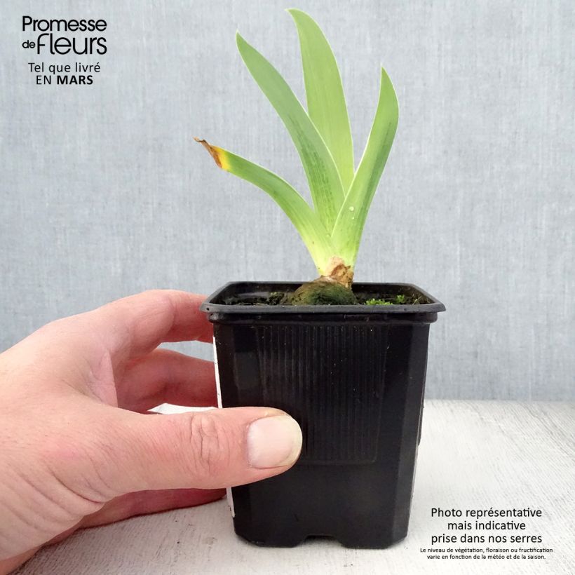 Iris germanica Cable Car - Bearded Iris 8/9 cm pot sample as delivered in spring