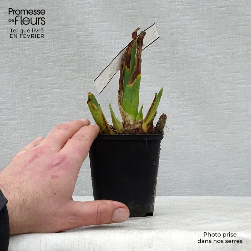Iris germanica Cameo Wine - Bearded Iris 8/9 cm pot sample as delivered in winter