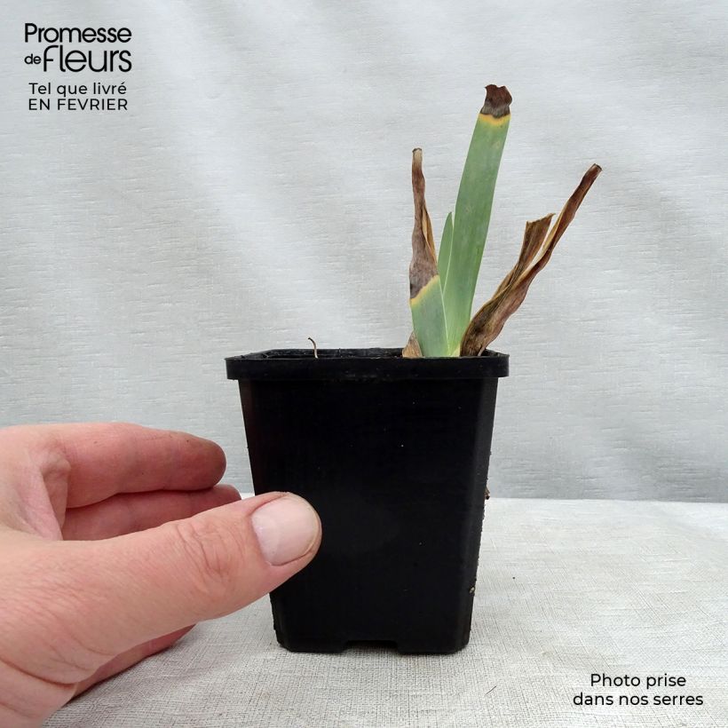 Iris Caprice de Star 8/9 cm pot sample as delivered in winter