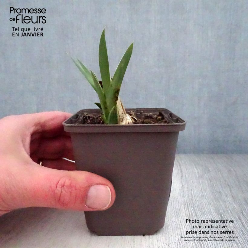 Iris germanica Casque dOr - Bearded Iris 8/9 cm pot sample as delivered in winter