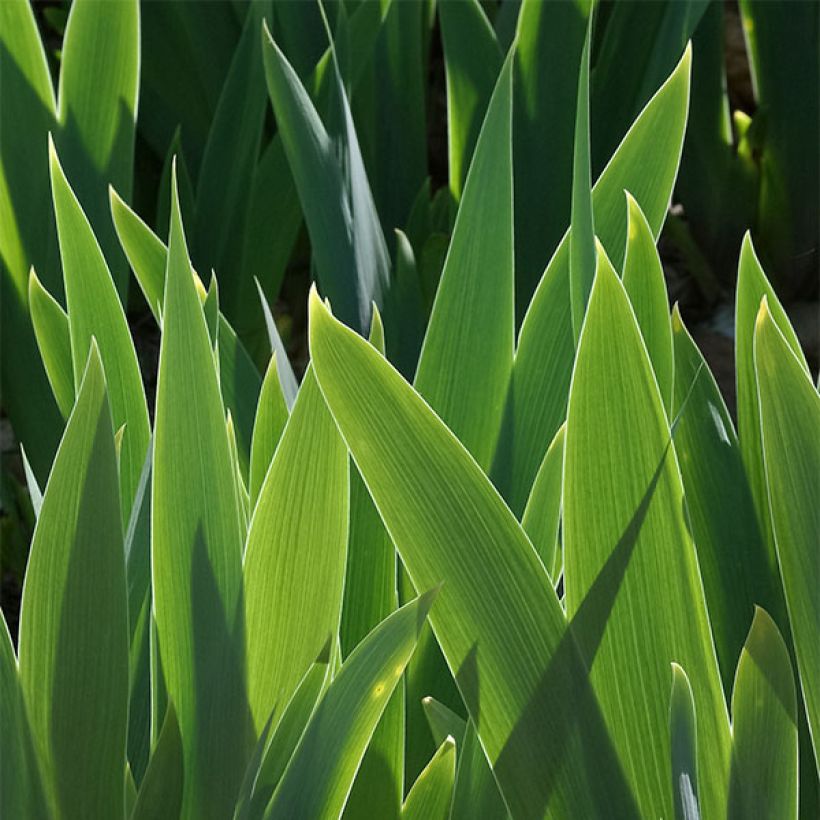 Iris germanica Cats Eye - Bearded Iris (Foliage)