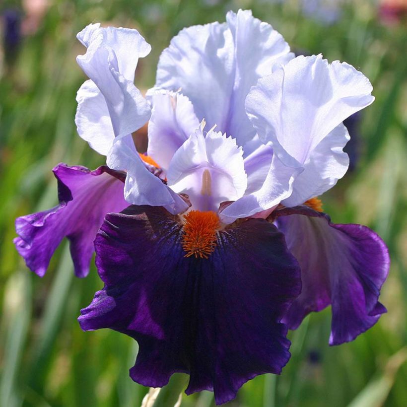 Iris germanica Chelsea Bleu - Bearded Iris (Flowering)