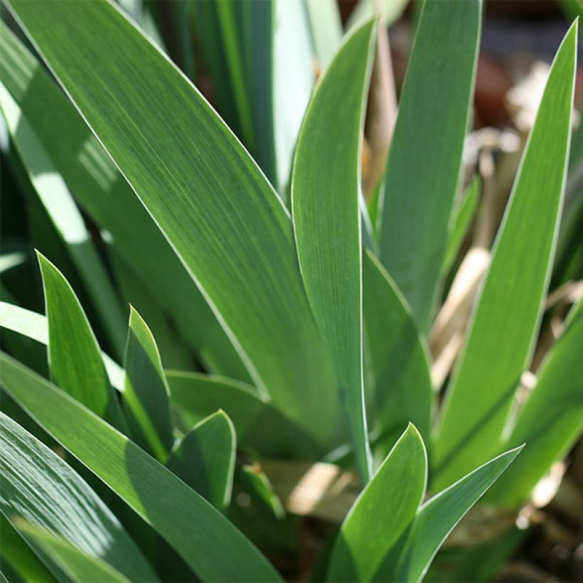 Iris germanica Coffee Whisper - Bearded Iris (Foliage)