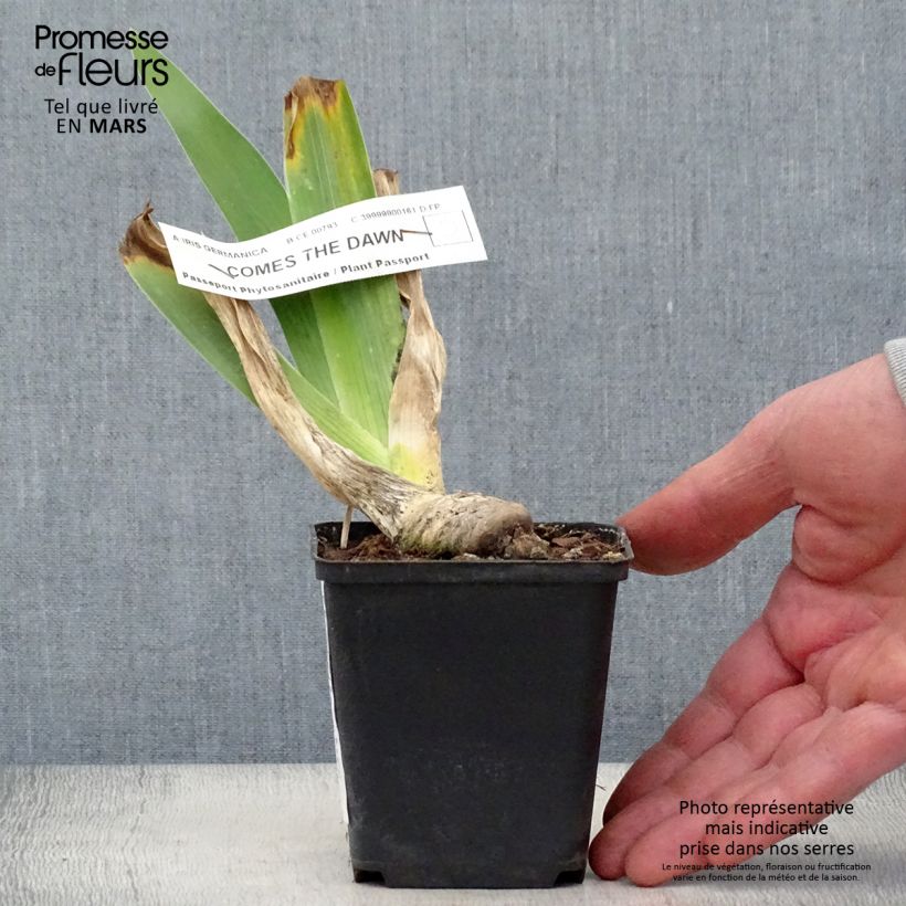 Iris germanica Comes The Dawn - Bearded Iris 8/9 cm pot sample as delivered in spring