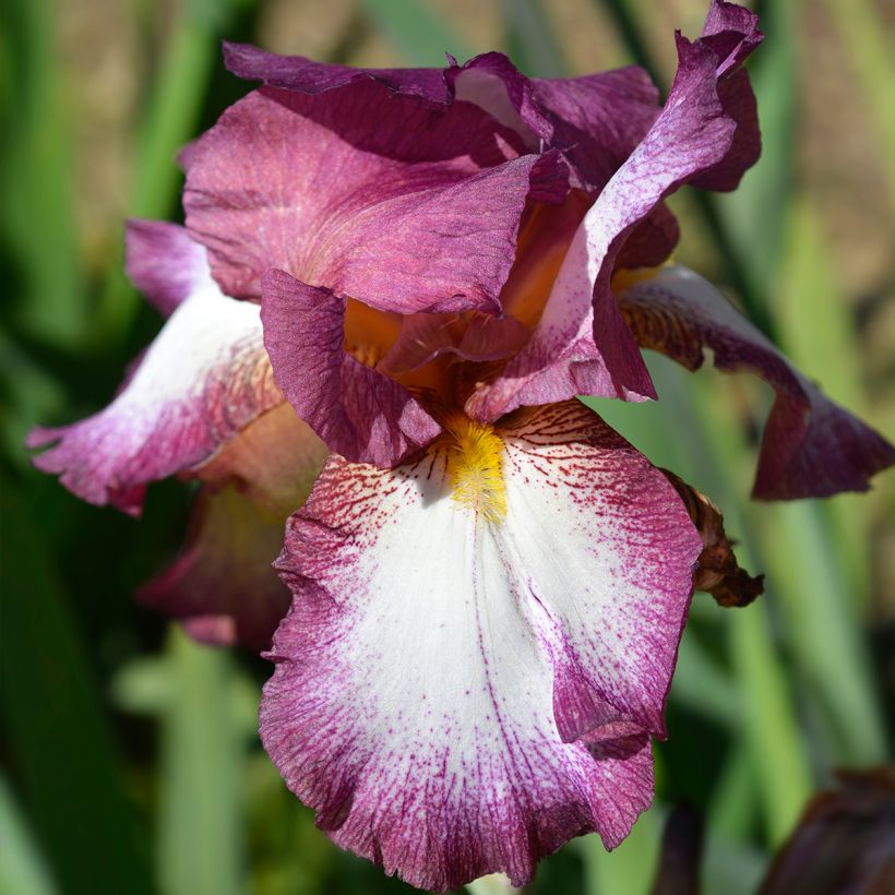 Iris germanica Crinoline - Bearded Iris (Flowering)