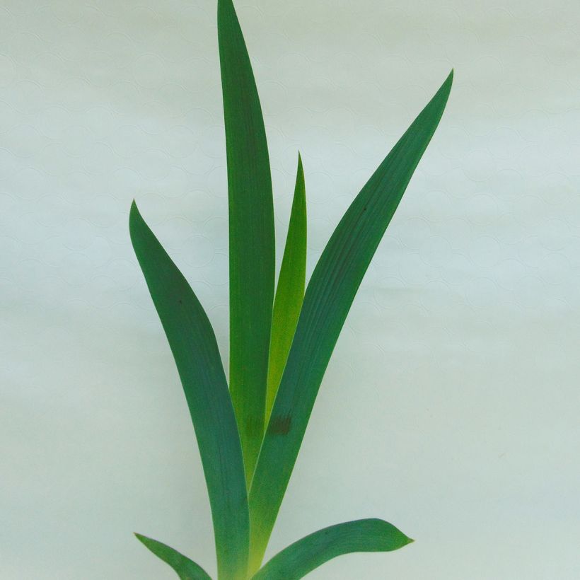 Iris germanica Dame de Coeur (Foliage)