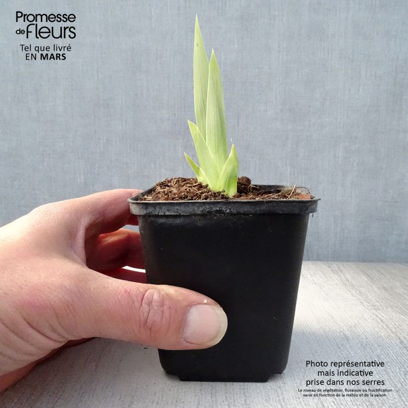 Iris germanica Deep Dark Secret 8/9 cm pot sample as delivered in spring