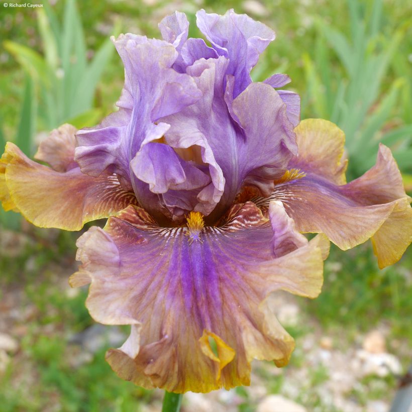 Iris germanica Déguisement (Flowering)