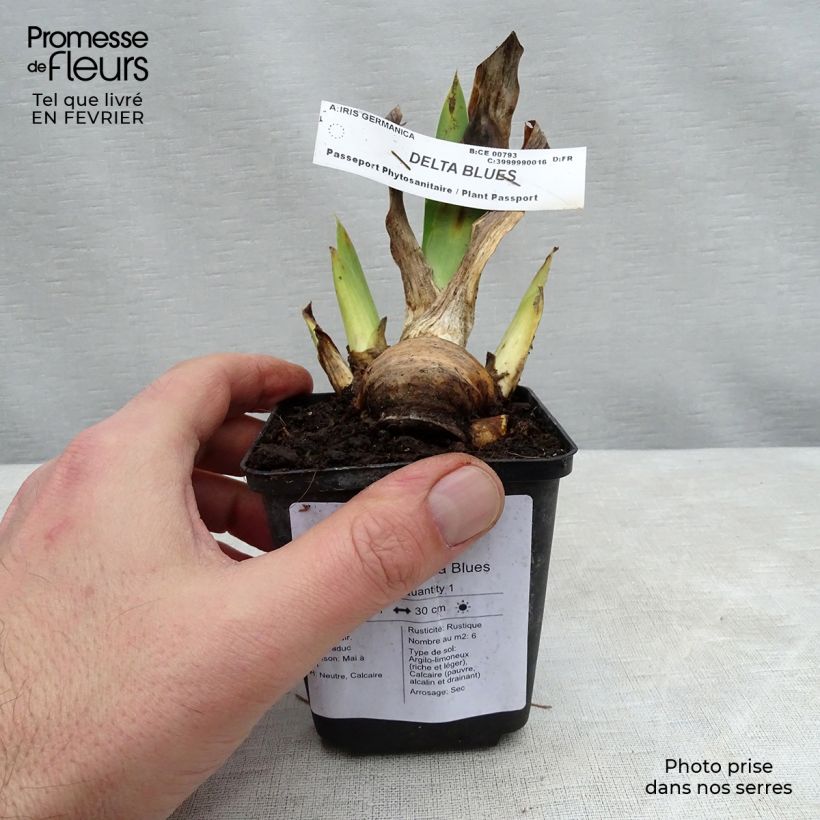 Iris germanica Delta Blues 8/9 cm pot sample as delivered in winter