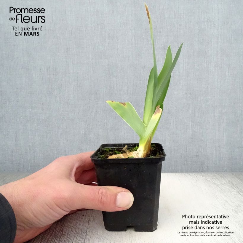 Iris germanica Delta Blues 8/9 cm pot sample as delivered in spring