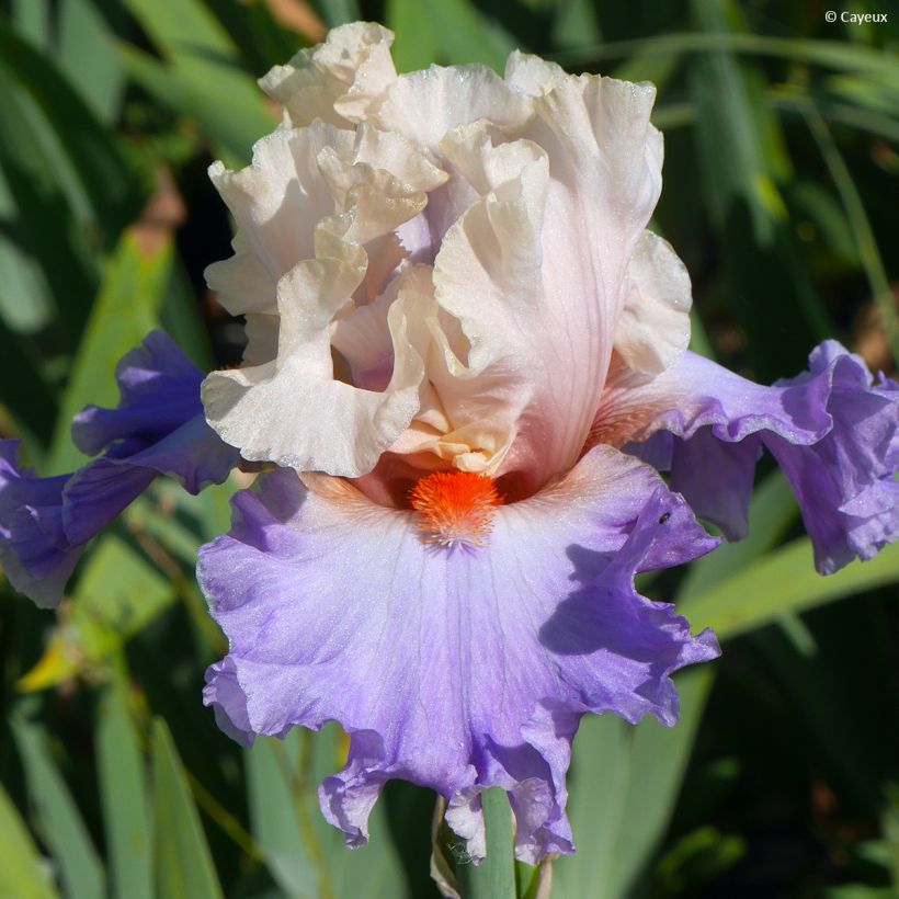 Iris germanica Dernier Cri (Flowering)