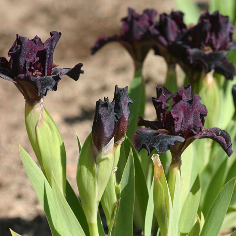 Iris germanica Devil Baby (Flowering)