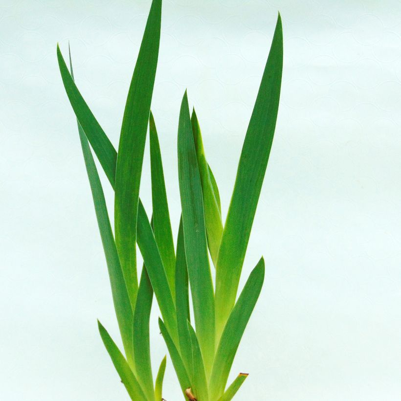 Iris Donegal (Foliage)