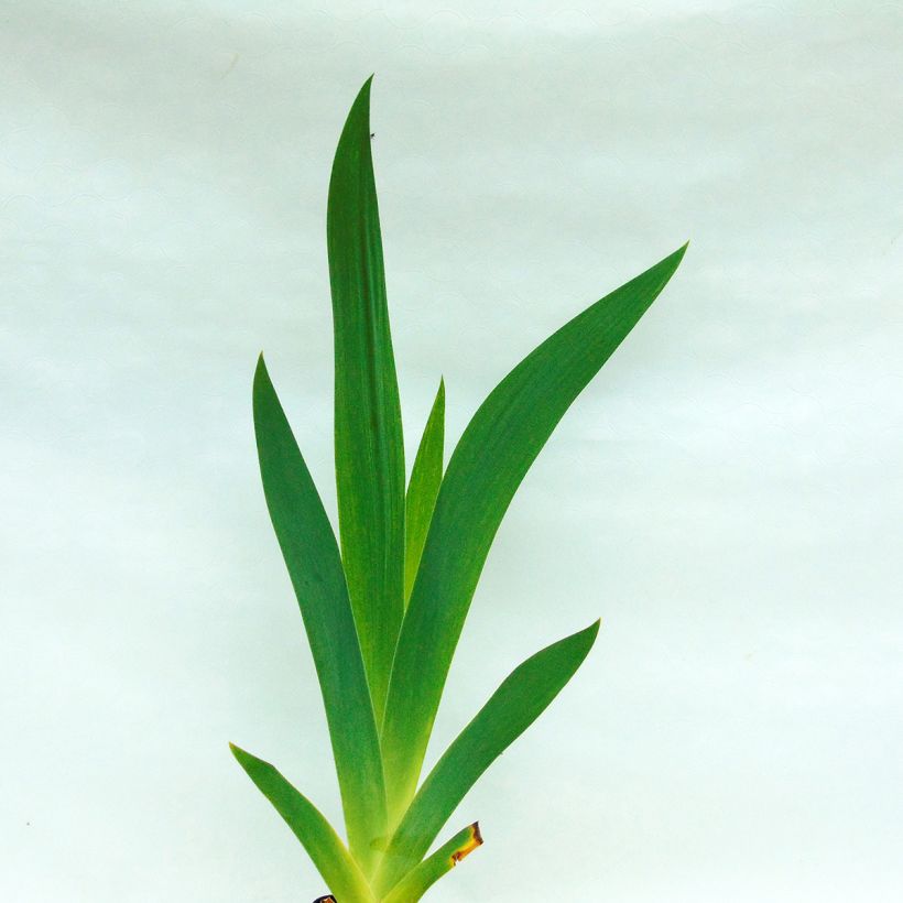 Iris germanica Double Espoir (Foliage)