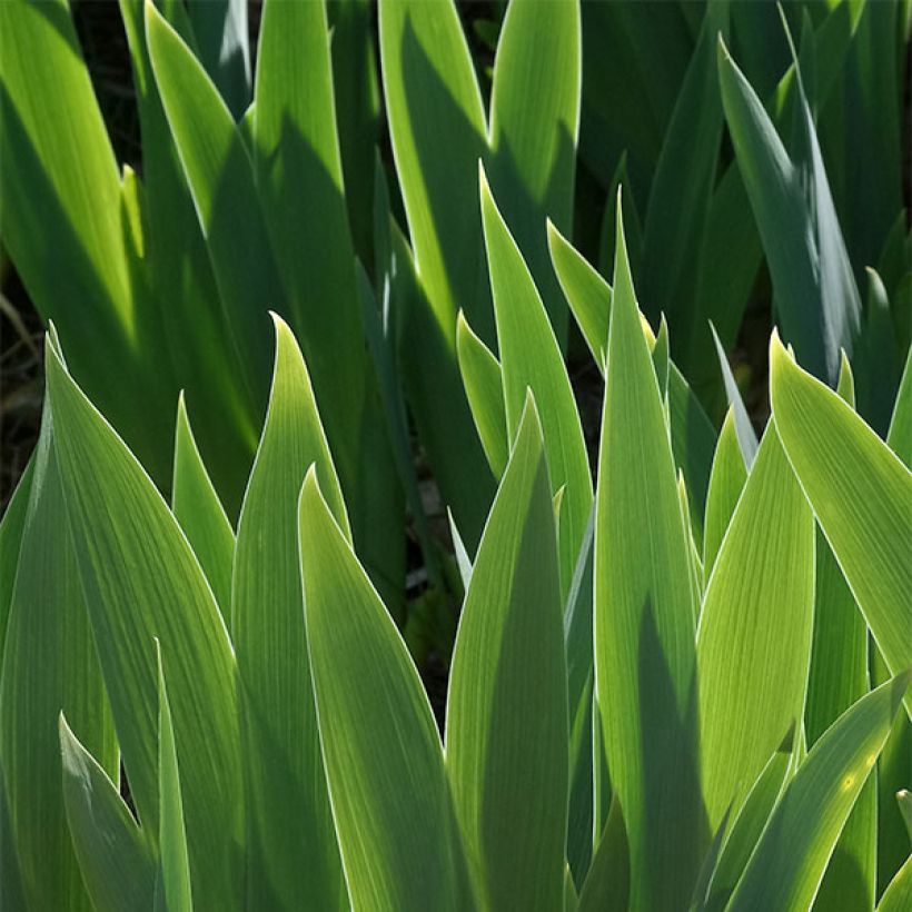 Iris germanica Drama Queen (Foliage)