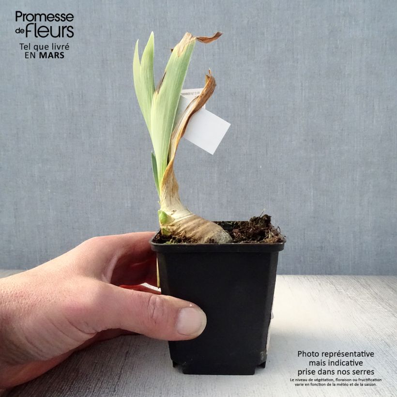 Iris germanica Drama Queen - Iris des Jardins Rhizome sample as delivered in spring