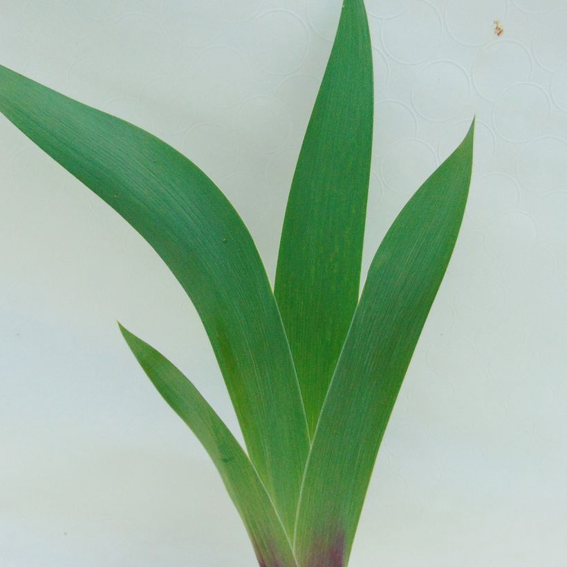 Iris germanica Ecstatic Echo (Foliage)