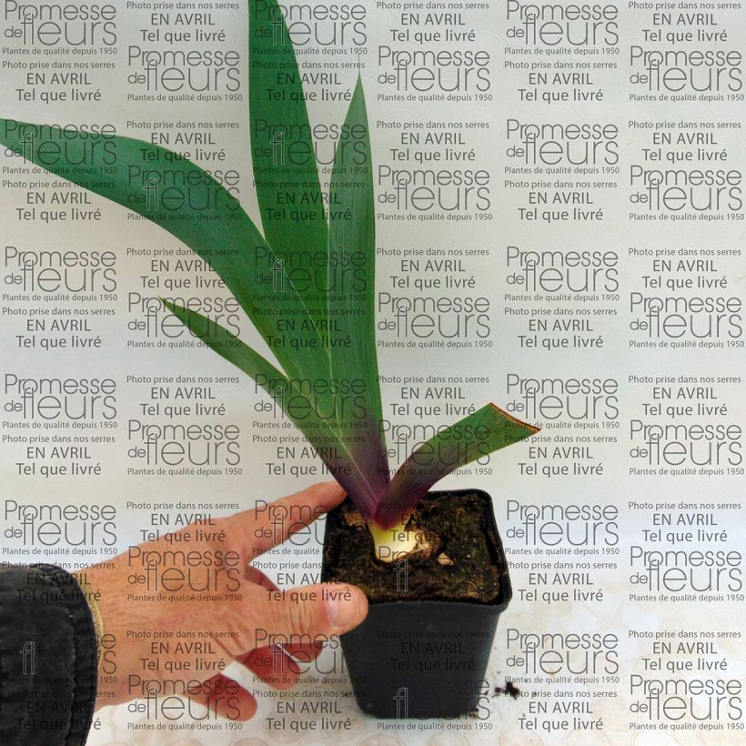 Example of Iris germanica Ecstatic Echo 8/9 cm pot specimen as delivered