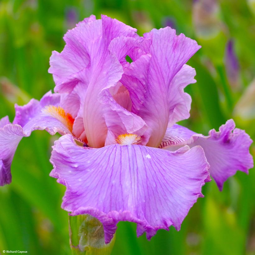 Iris germanica Effrontée - Bearded Iris (Flowering)