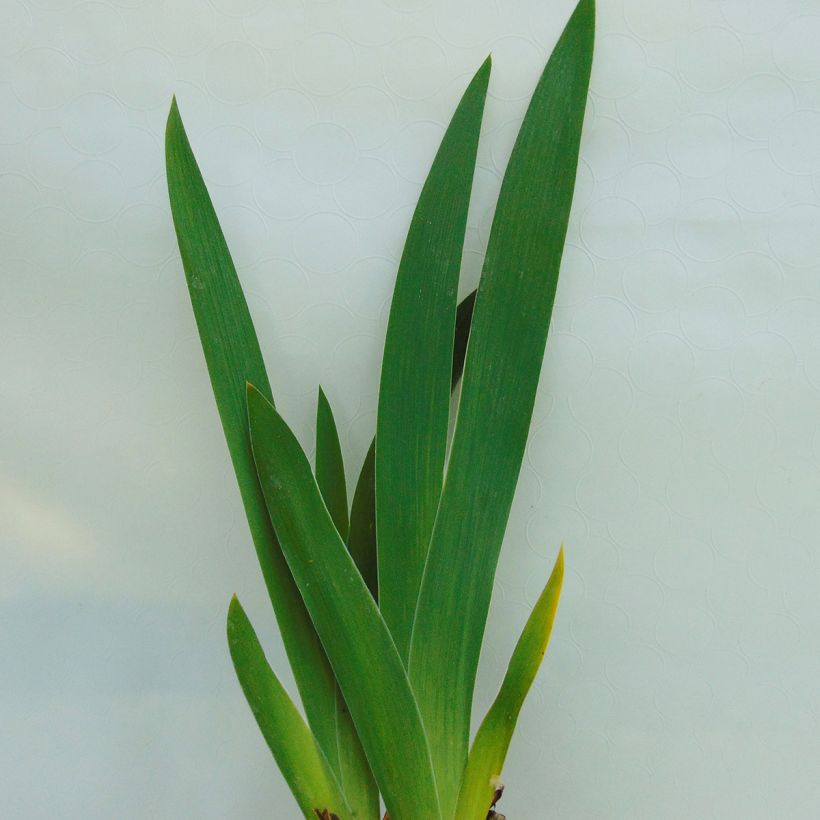 Iris germanica English Charm (Foliage)