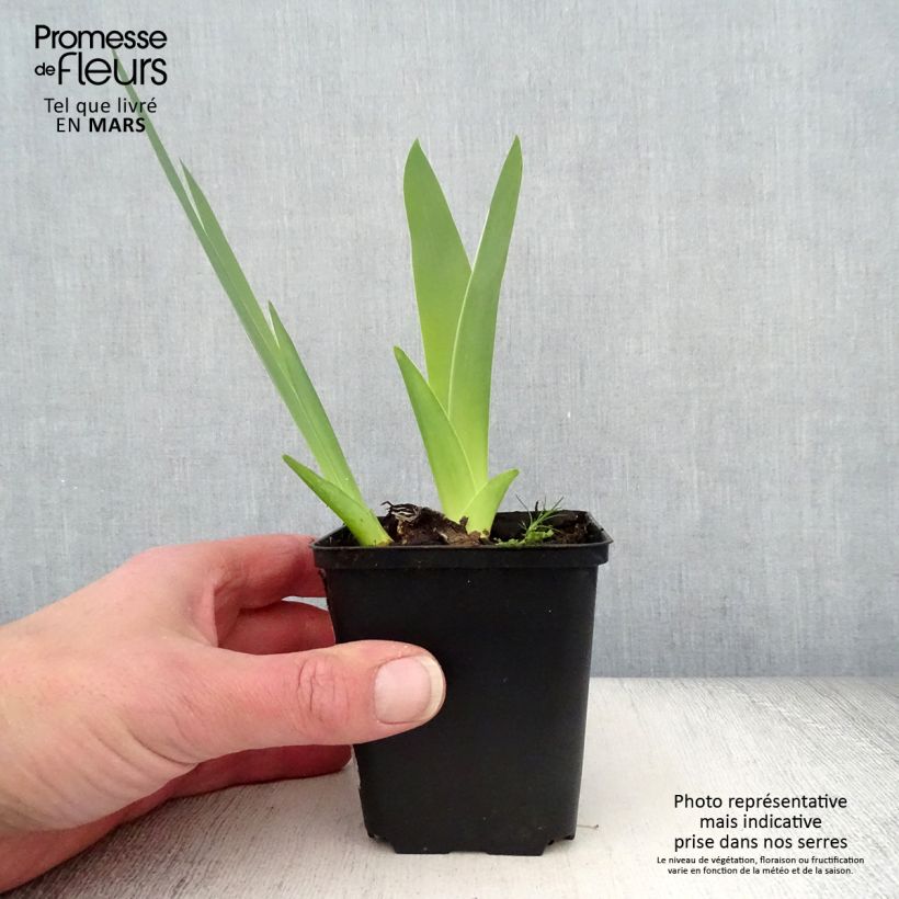 Iris germanica English Charm Bare-root rhizome, size 10/15, premium quality sample as delivered in spring
