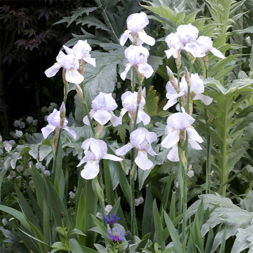 Iris germanica English Cottage - Bearded Iris (Flowering)