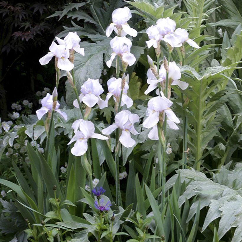Iris germanica English Cottage - Bearded Iris (Plant habit)