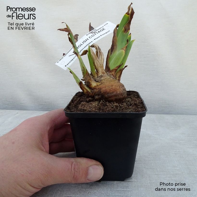 Iris germanica English Cottage - Bearded Iris 8/9 cm pot sample as delivered in winter