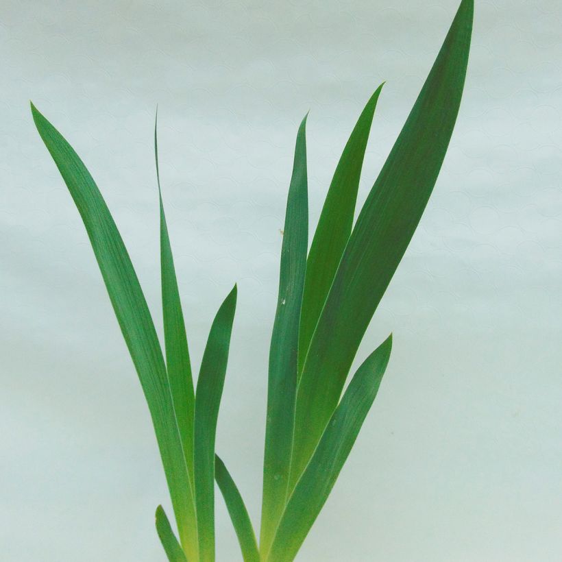 Iris Fall Fiesta (Foliage)