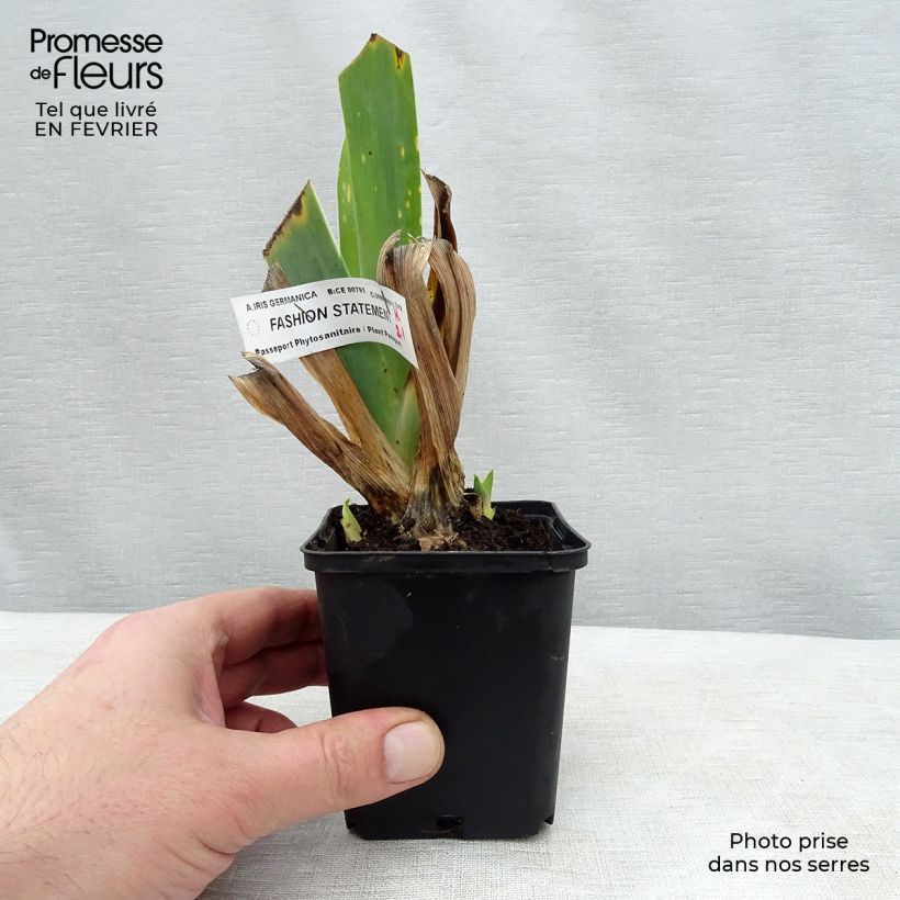 Iris germanica Fashion Statement 8/9 cm pot sample as delivered in winter