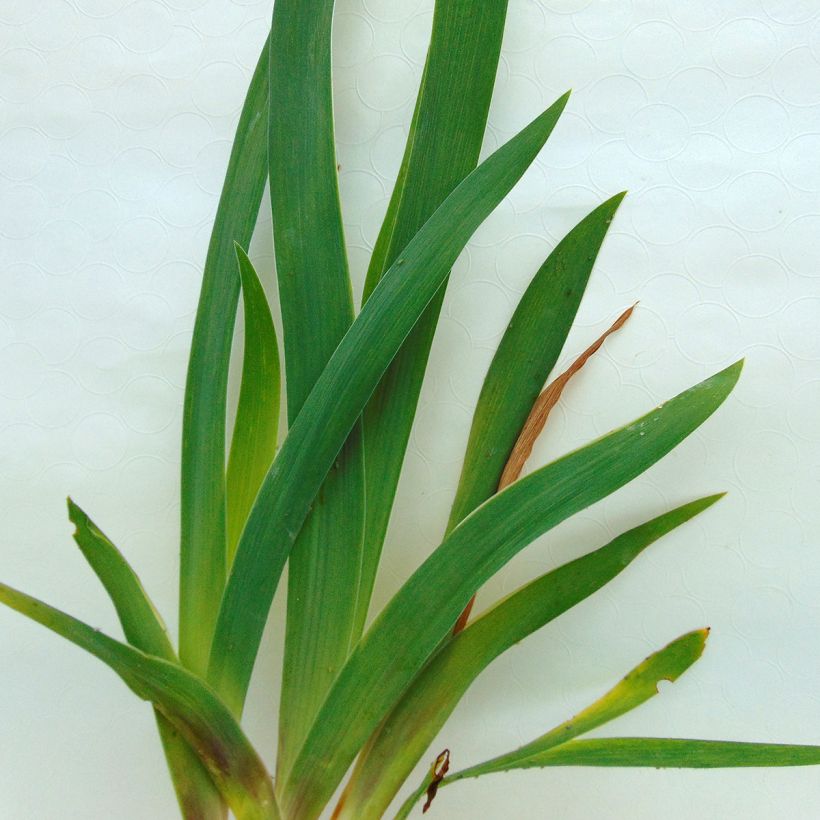 Iris germanica Fiery Temper (Foliage)