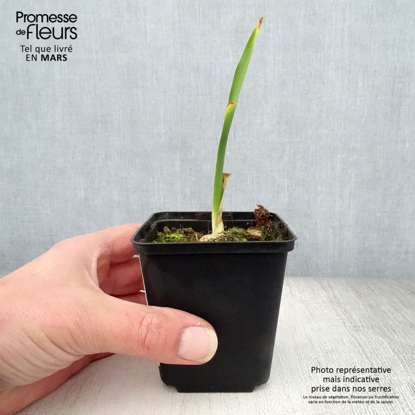 Iris germanica Fiery Temper 8/9 cm pot sample as delivered in spring
