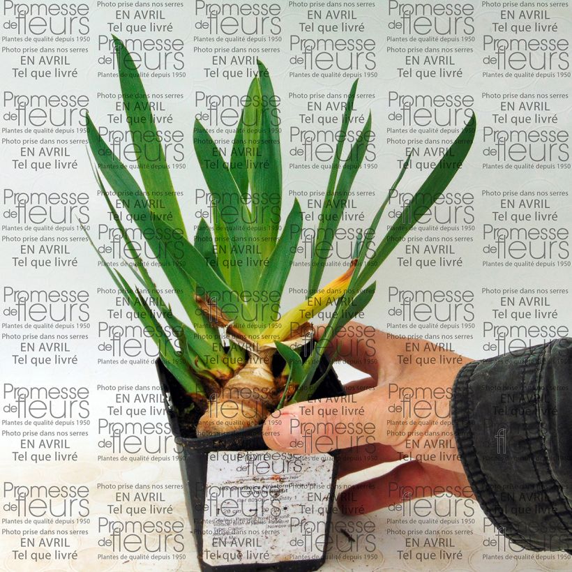 Example of Iris germanica Firestorm - Bearded Iris 8/9 cm pot specimen as delivered